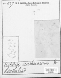 Microbotryum violaceum image